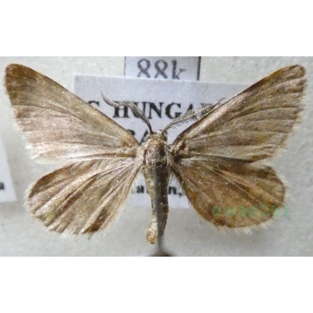 Narraga fasciolaria (Hufnagel, 1767) Witalnik byliczak Hungaria88k